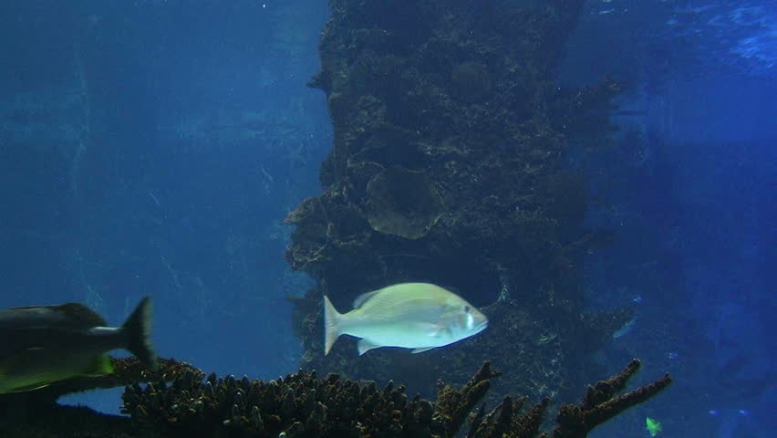 Sharks swimming in aquarium with other fish. 