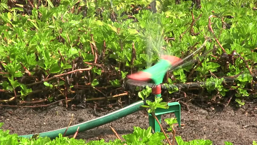 Water sprinkler irrigating a lawn.
