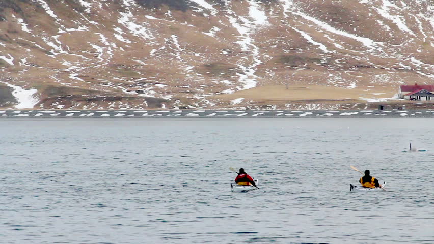 People on sea kayaks approaching Orcas, (Killer Whales) in a mountain surrounded fjord of western Iceland
