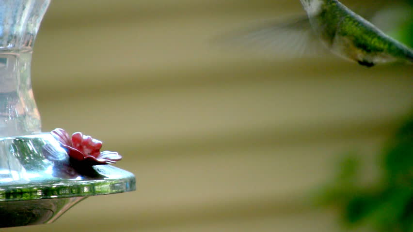 A female ruby throated hummingbird eats at a feeder