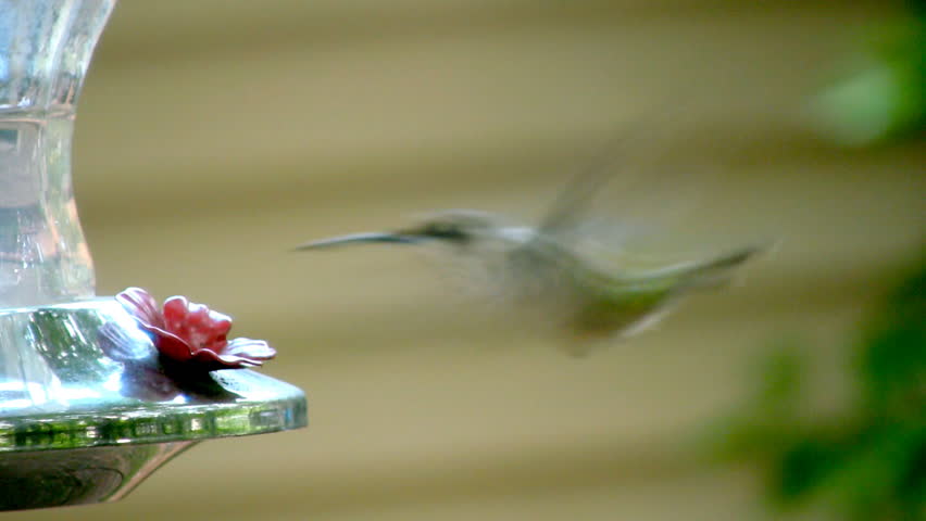 A female ruby throated hummingbird eats at a feeder