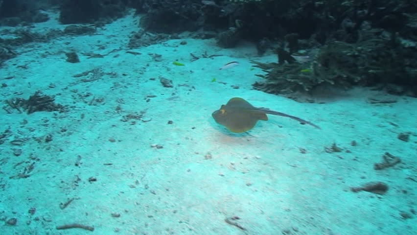 Blue-spotted Ray, Taeniura lymma, Papua New Guinea, Milne Bay