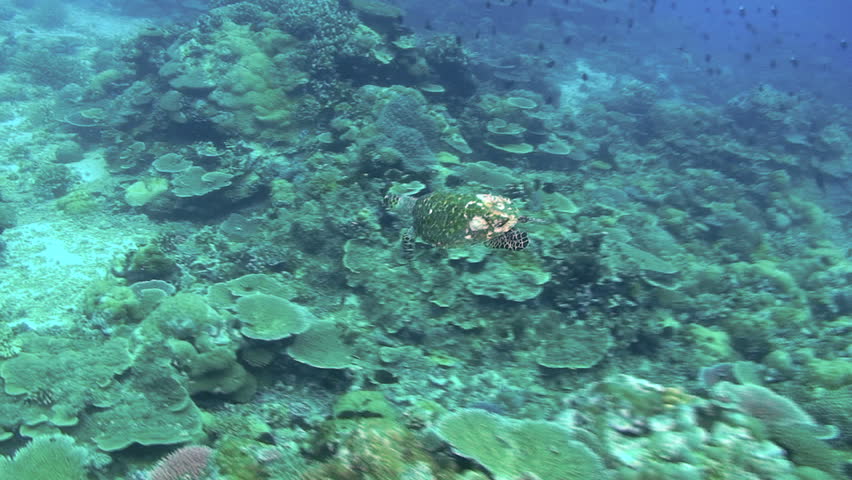 Green turtle, Chelonia mydas, Papua New Guinea, Milne Bay