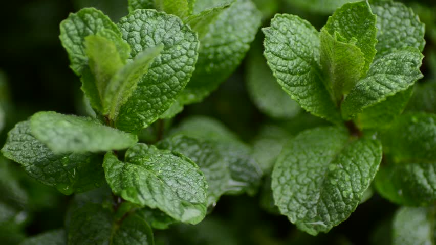 Mint plants in the rain
