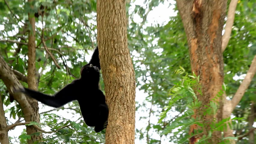 Monkey black in nature.