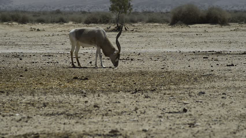 Antelope, the Arabian oryx (Oryx leucoryx) in biblical Hai-Bar nature reserve, Eilat, Israel