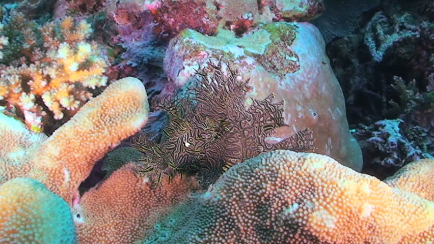 Merlet's Scorpionfish, Rhinopias, Rhinopias aphanes, Papua New Guinea, Milne Bay  