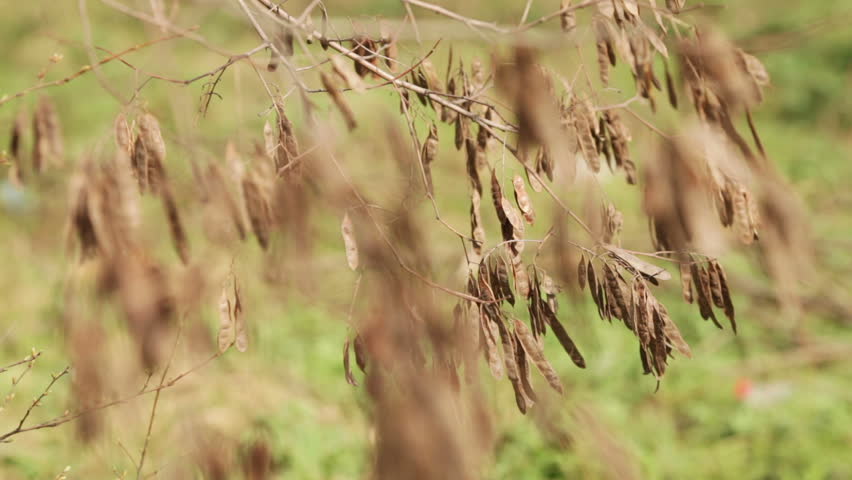 Dried fruits locust early spring