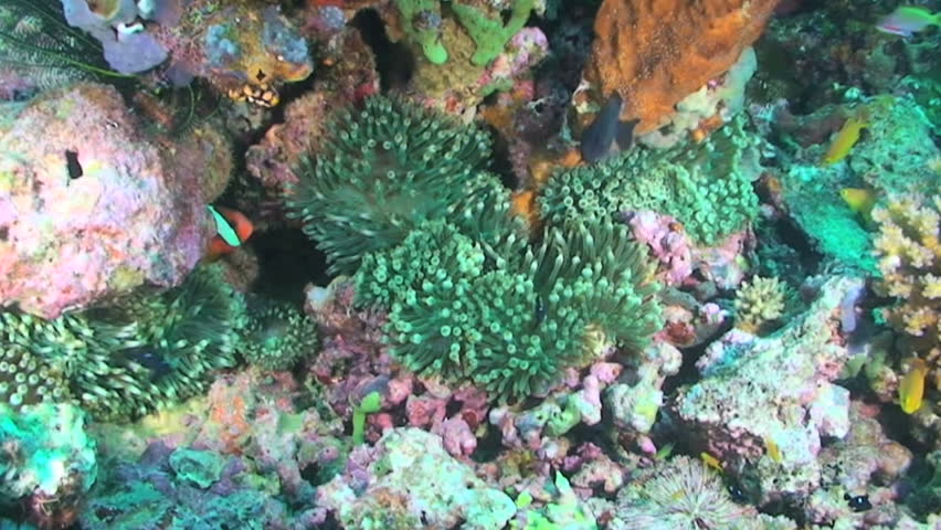 Various fish and green bubble tip anemone, Papua New Guinea, Milne Bay 