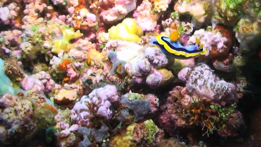 Dorid nudibranch, Chromodoris annae, Papua New Guinea, Milne Bay 