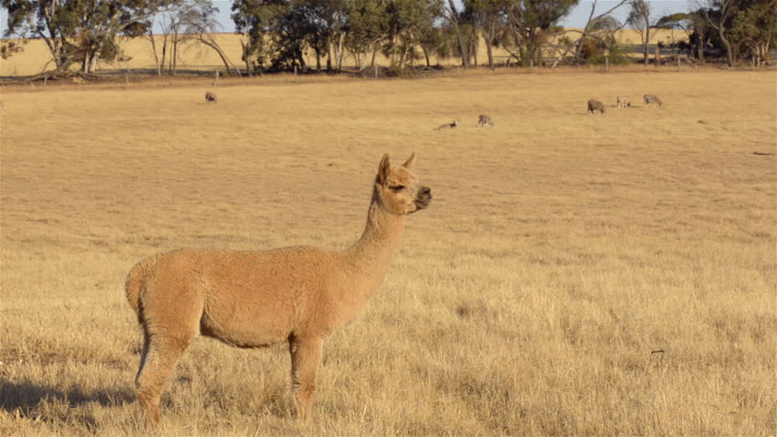 An alpaca standing guard in a dry paddock on an Australian farm. Alpacas are sometimes used to help guard the sheep from predators.