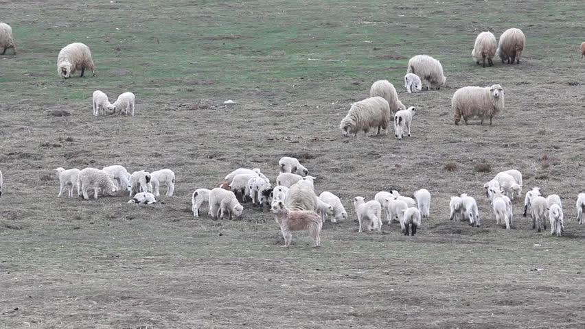 Many lams running near the sheep on early spring field