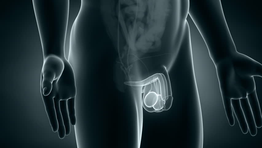 Male anatomy reproductive system positioning in loop