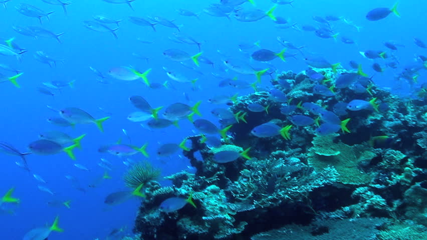 Blue and Yellow Fusilier, Caesio teres, Papua New Guinea, Milne Bay 