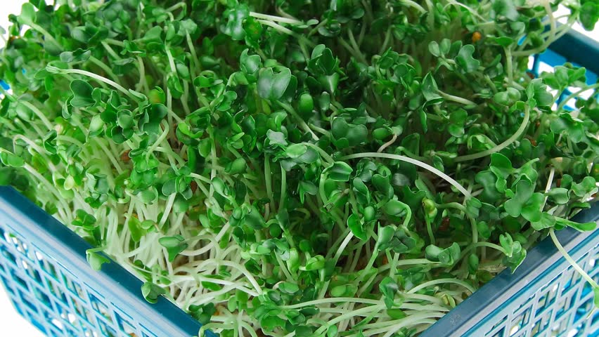 young broccoli sprout in basket