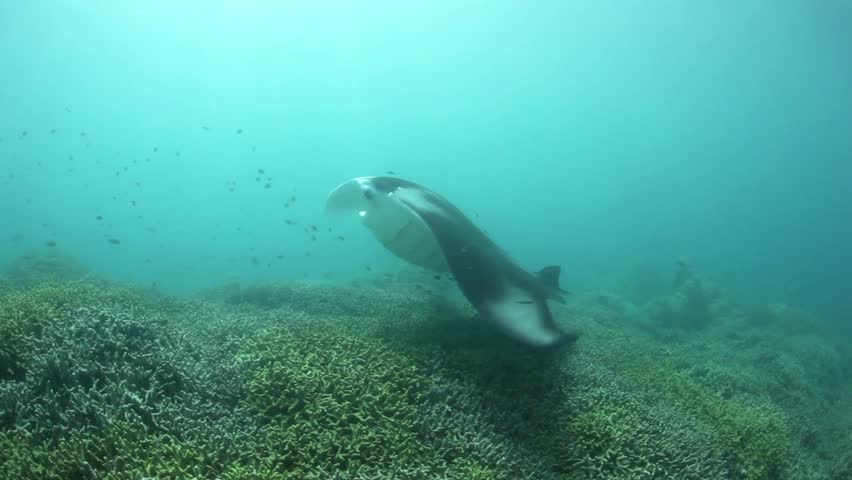 A Manta ray (Manta alfredi) swims slowly over a shallow coral reef in Yap, Micronesia as it is cleaned of parasites by small wrasse.