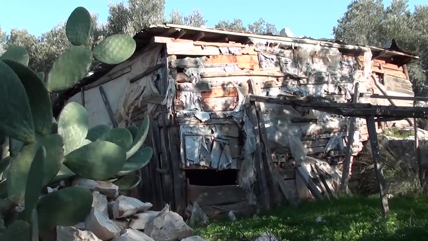 Abandoned ramshackle hut and cacti
