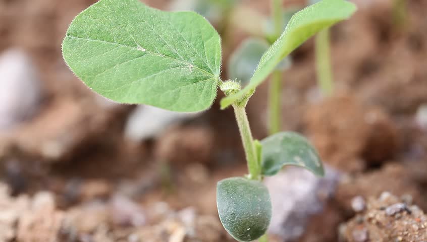 soybean sapling in the spring