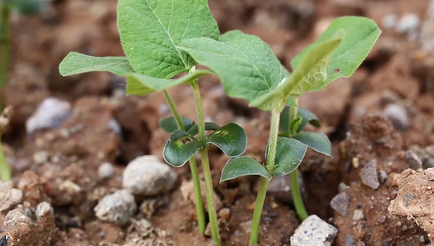 soybean sapling in the spring