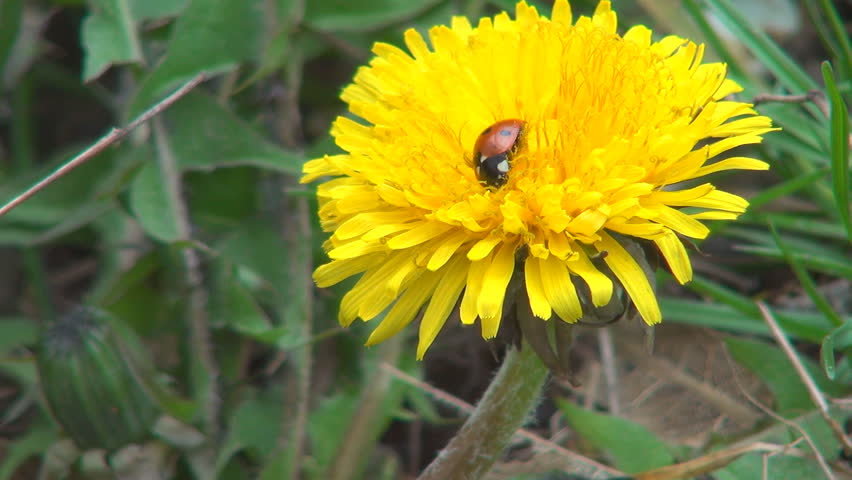 Ladybug Sleeping on Dandelion Flower in Field, Meadow, Lawn, Macro, Ladybird