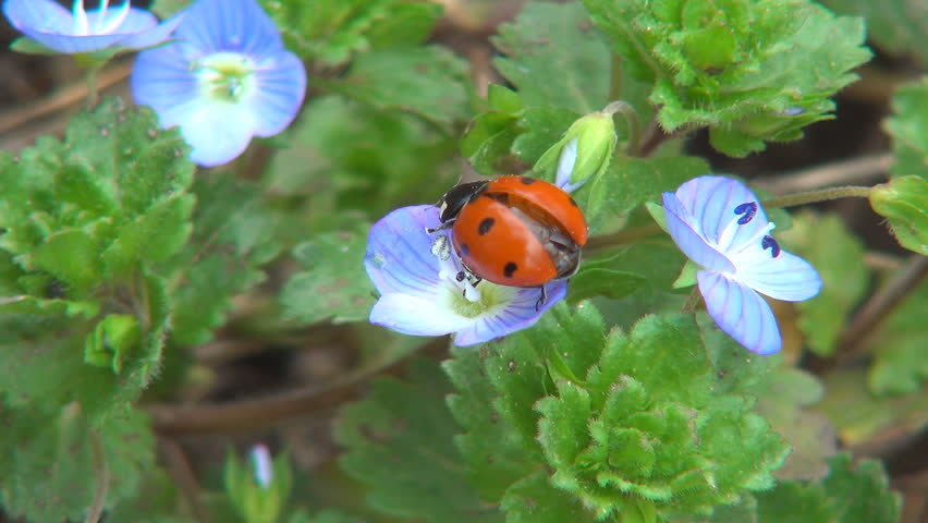 Ladybug Preparing Wings to Fly on Veronica Persica Flower, Ladybird, Bug, Bettle