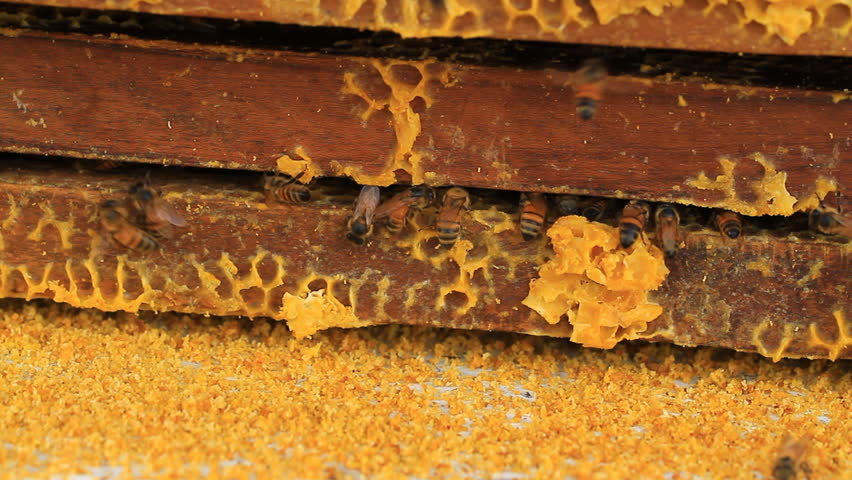 Working the bees on honeycomb at farm