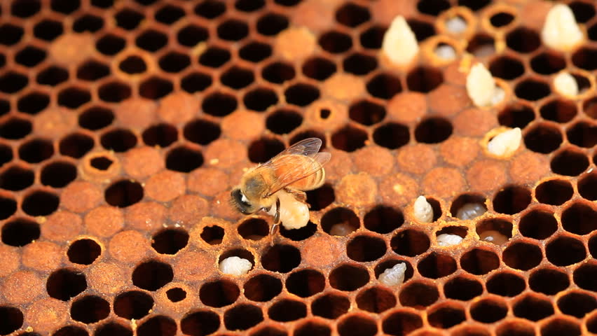 Working the bees on honeycomb at farm