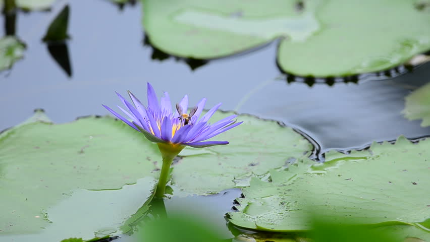 Purple Lotus Flower With Bee