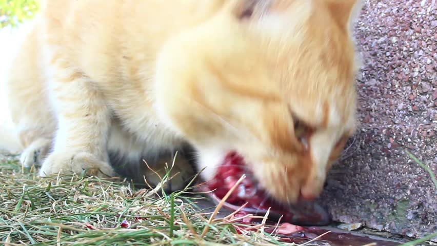 Young tabby cat with a bloody face, eating it's prey. Cat eating fresh fish. Slow motion, Zoom out
