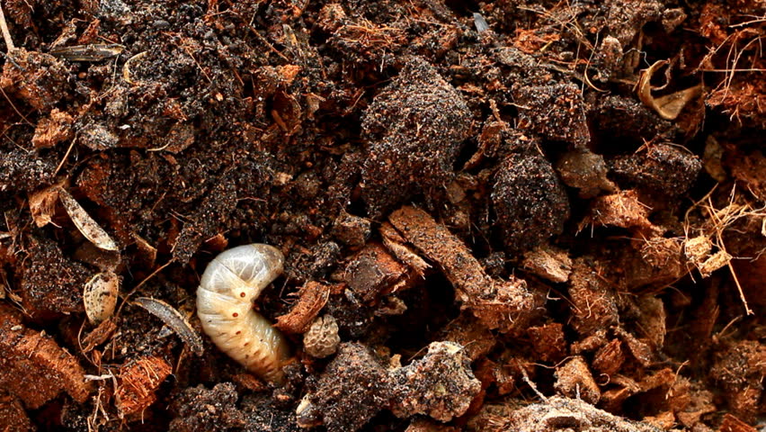 Grubs in the soil.