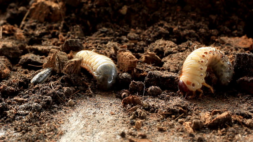 Grubs in the soil.