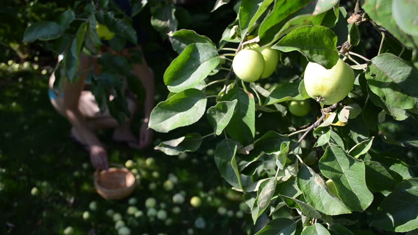 apple tree branch and woman in bra gather fruits to wicker basket.