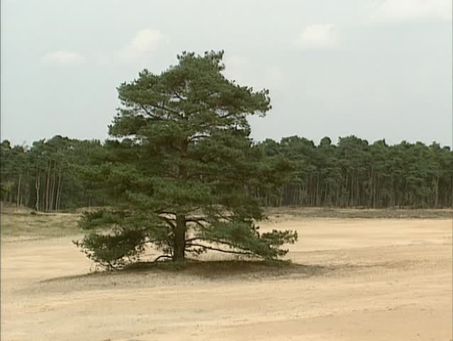 Solitary pinus sylvestris at drift sand area. Europe's largest sand drifts are found in The Netherlands.