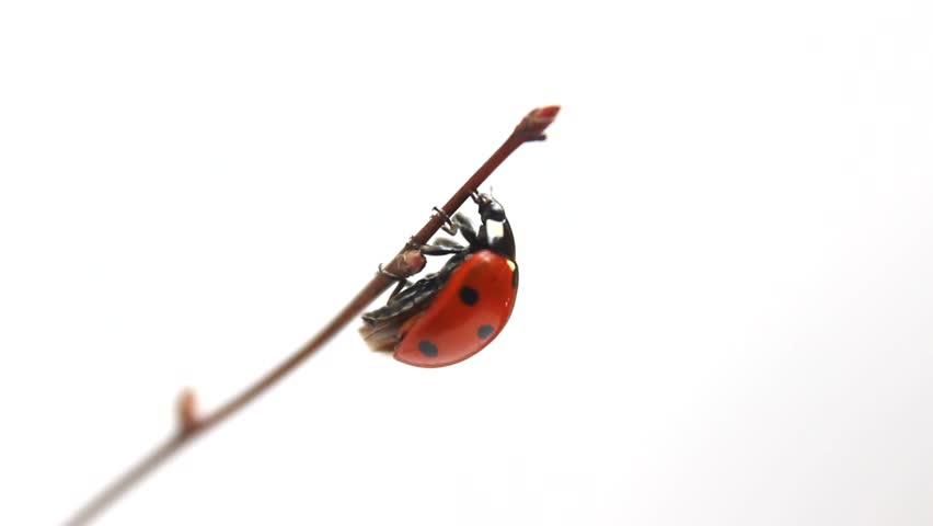 Ladybug spreads its wings