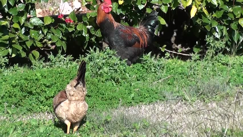 Fowls in the garden