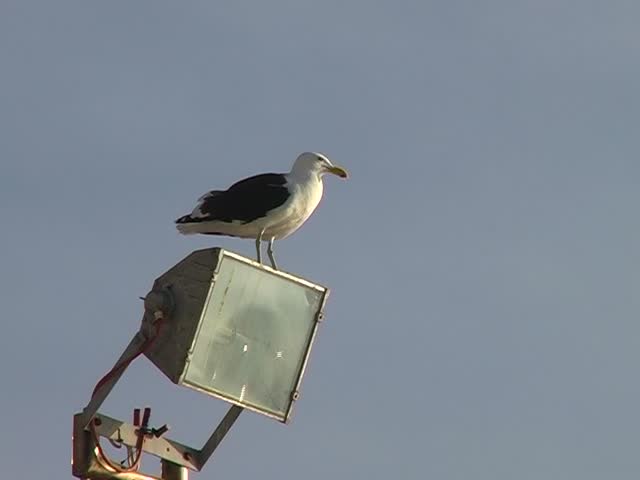 Cape Gull (Larus Vetula) perched on a flood light in sunlight against a blue sky - Copy Space