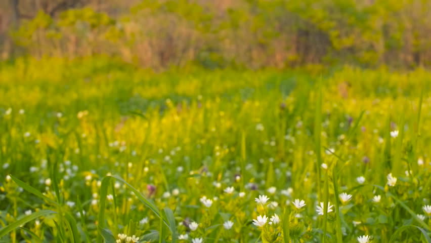  Wild flowers on a background of green grass(camera slider)