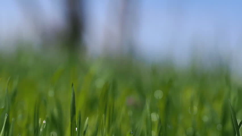 Green grass in the morning dew with the sound of birds penalty