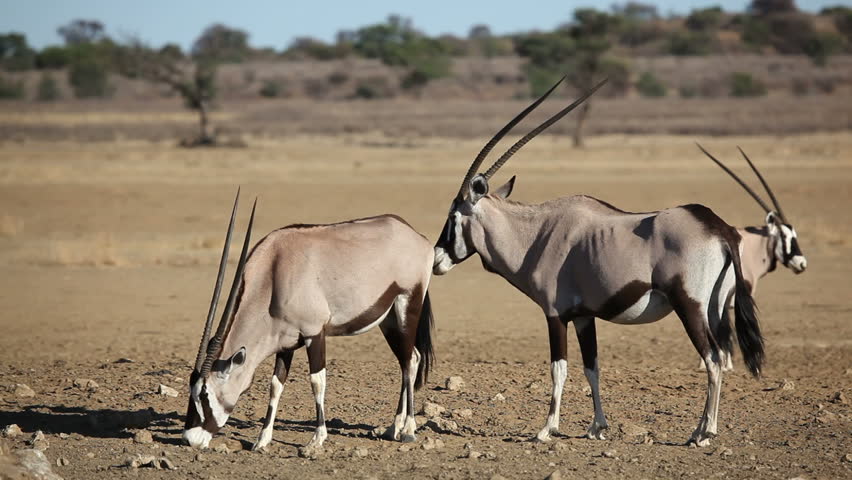 Gemsbok antelopes (Oryx gazella), Kalahari desert, South Africa