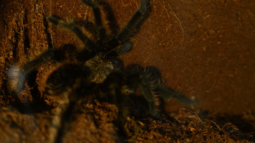 desert tarantula closeup