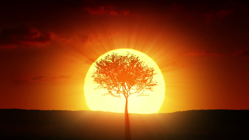 Growing tree at sunrise