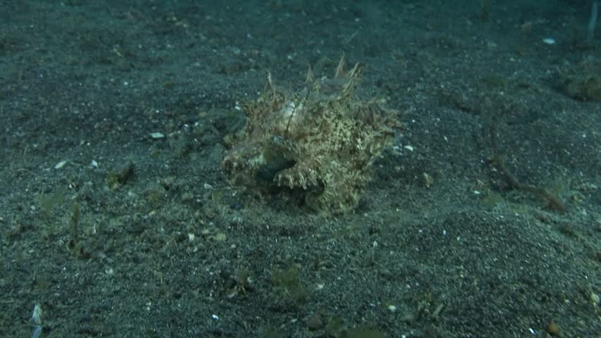 Flamboyant Cuttlefish