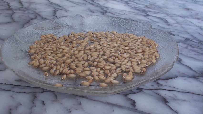 sprouted grain on plate, close up, side view 