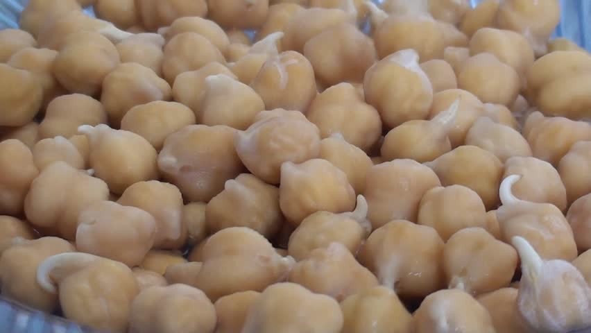 sprouted chickpeas on plate, side view, close up, zoom out 