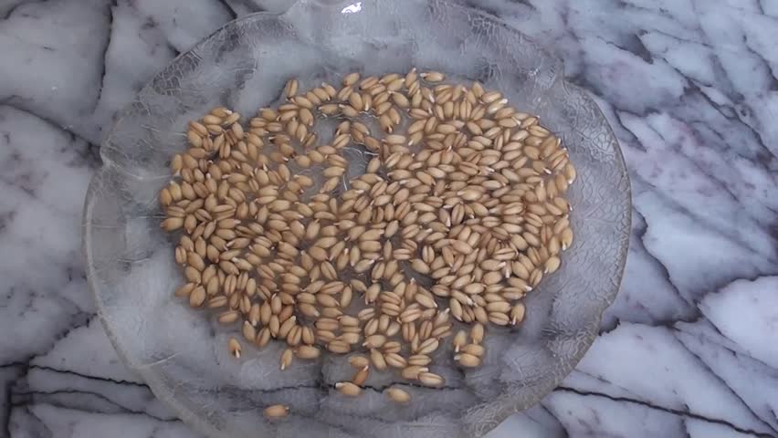 sprouted grain on plate, close up, zoom in 