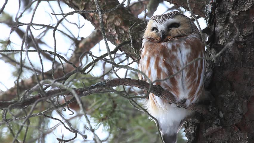 A Northern Saw-whet Owl, Aegolius acadicus