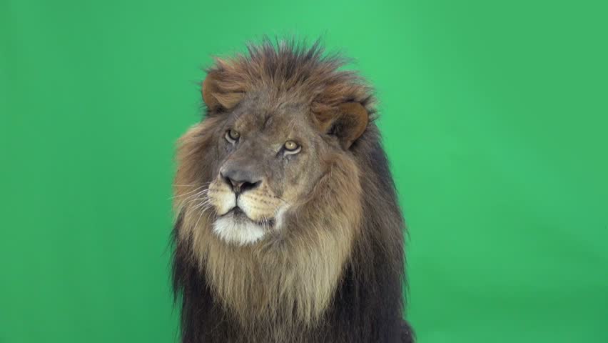 Slow Motion of a Lion roaring in front of a green key