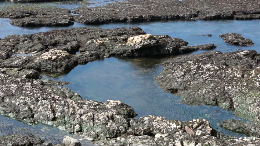 Tidal pools California Pacific Ocean beach.Coastal beach and geological rock formation.  Habitats of uniquely adaptable animals that engaged the special attention of naturalists and marine biologists.