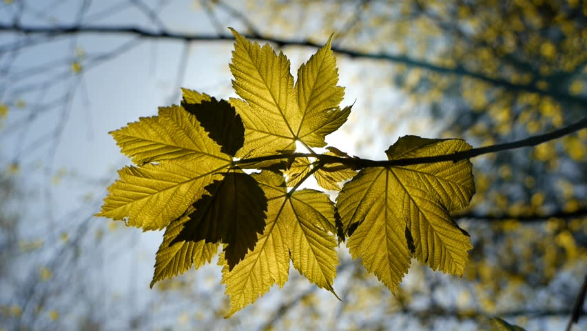 Backlit sycamore maple leaf.
Sun shining through a few maple leafs with 
a sky and branches background.