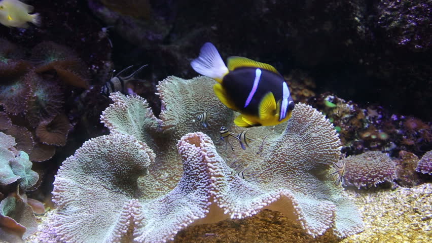 coral life underwater video 1080p